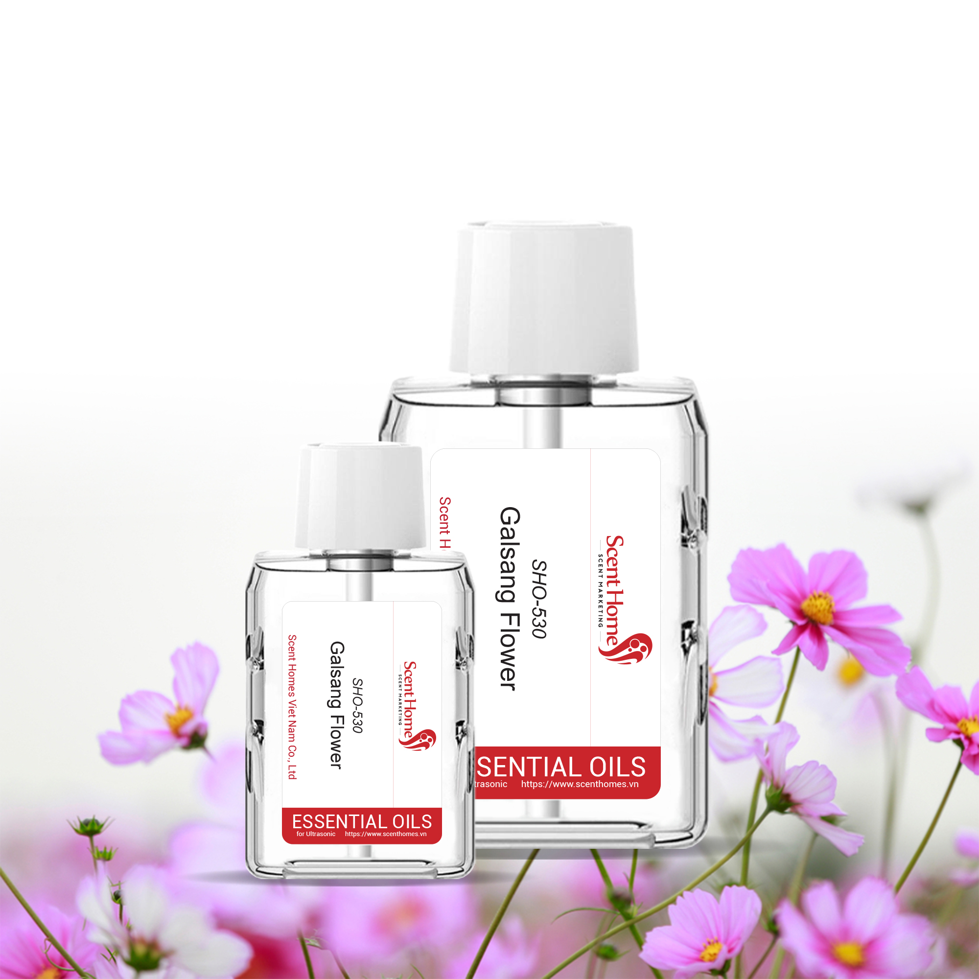 Tinh dầu Galsang Flower